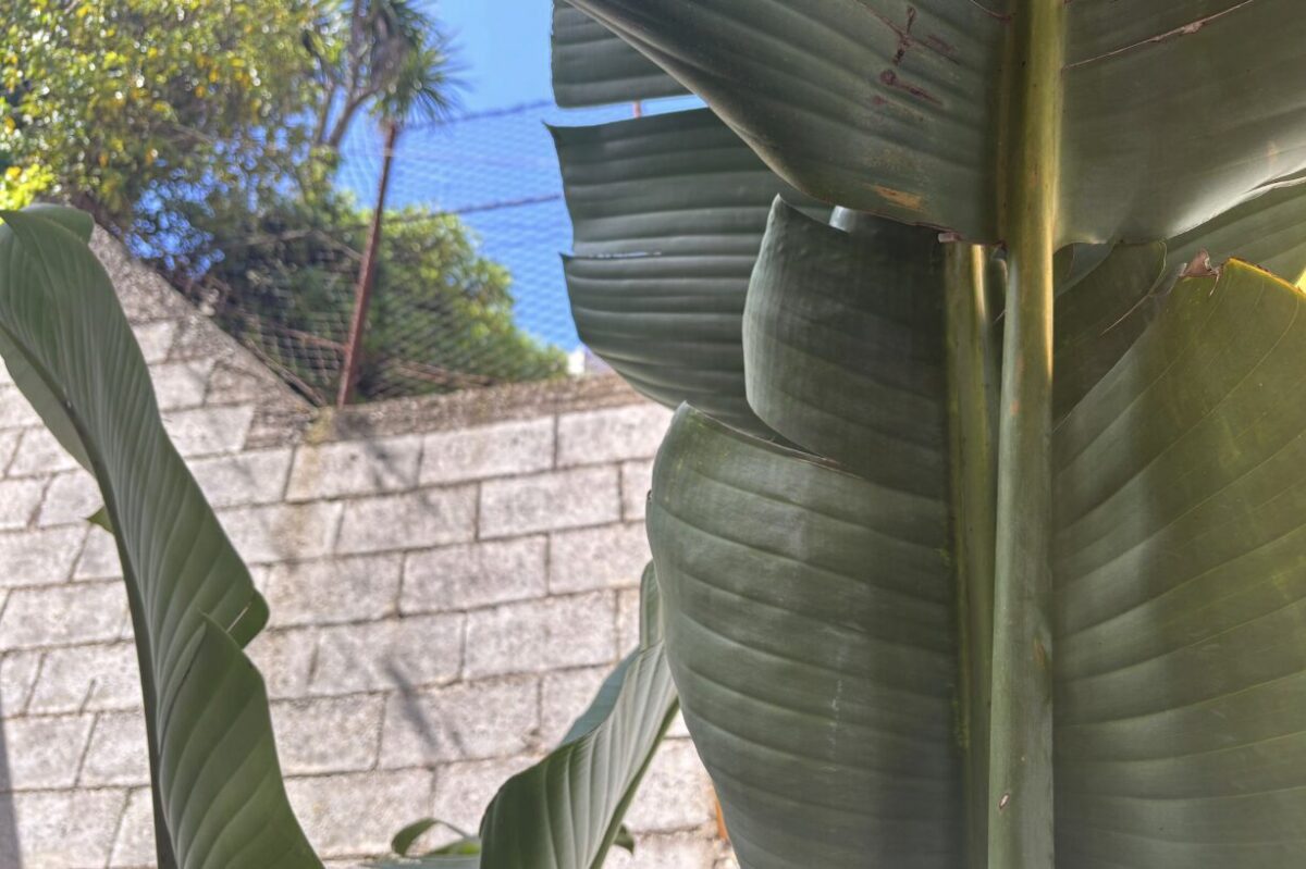 Vuoi un angolo esotico in casa? Il banano ornamentale è la scelta sorprendente