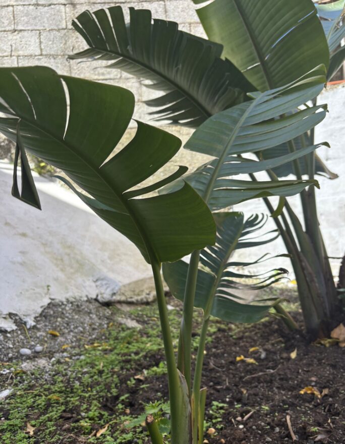 Vuoi un angolo esotico in casa? Il banano ornamentale è la scelta sorprendente