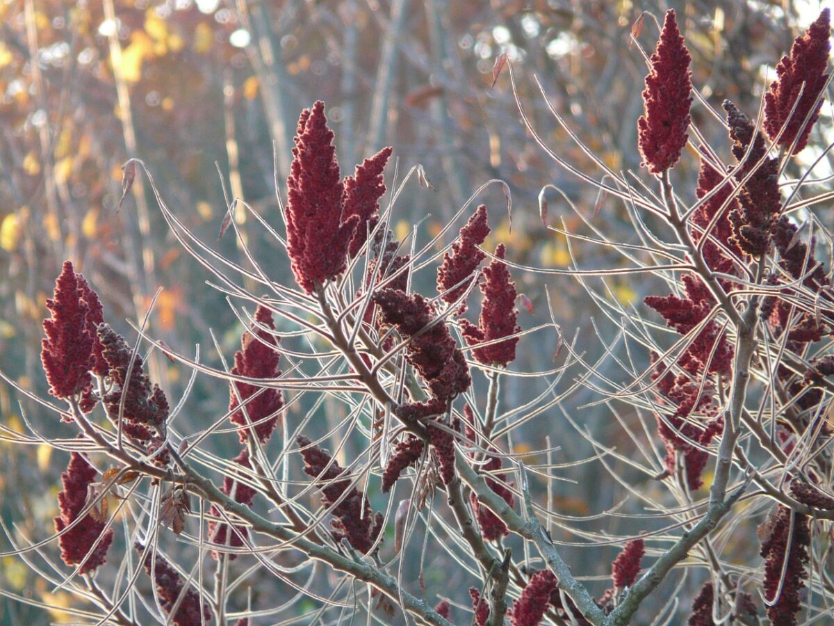 Sommacco maggiore: la pianta ornamentale che accende il giardino con i suoi colori autunnali