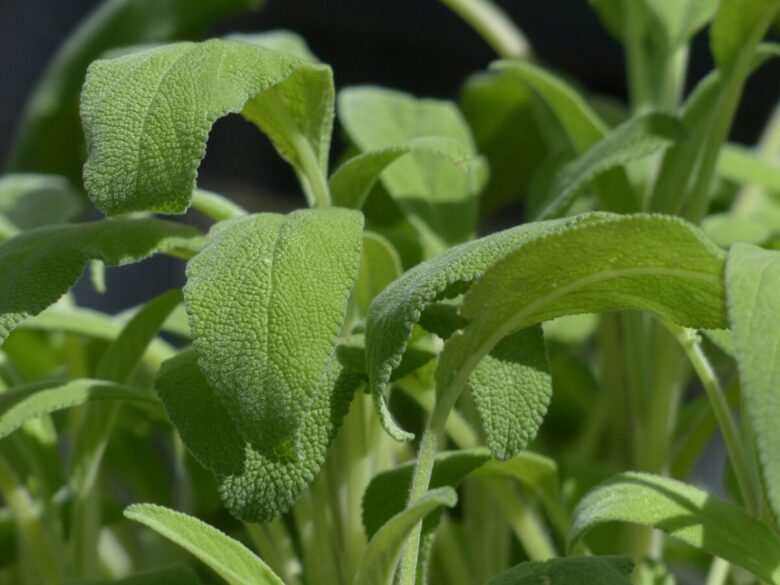 Salvia comune: la pianta aromatica che profuma il giardino e la cucina