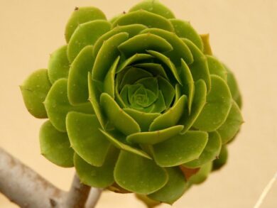 Semprevivo arborescente: la succulenta ornamentale facile da coltivare