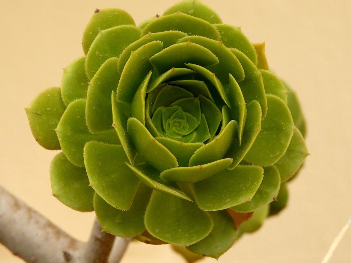 Semprevivo arborescente: la succulenta ornamentale facile da coltivare Semprevivo arborescente: la succulenta ornamentale facile da coltivare