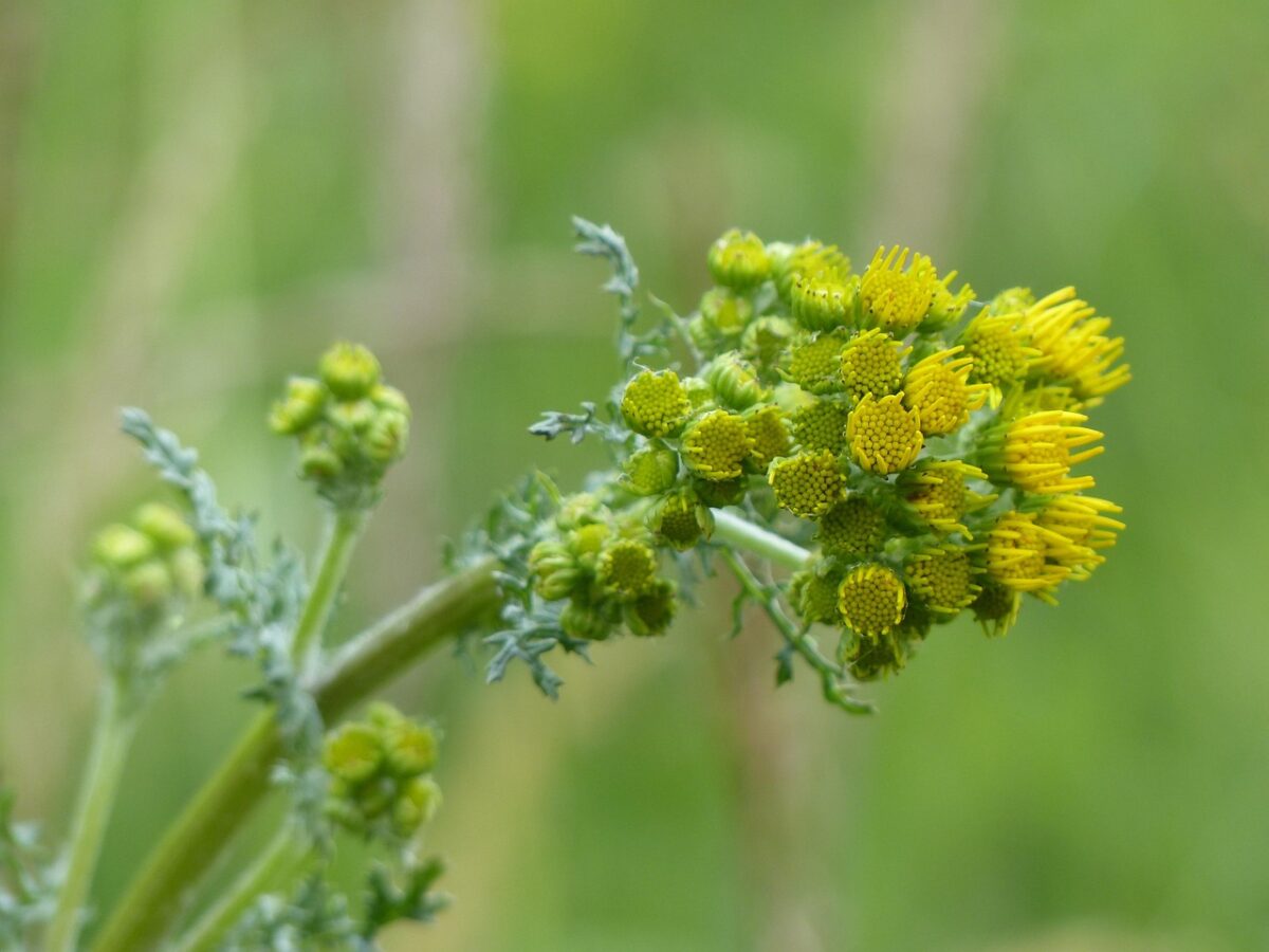 Senecione di San Giacomo: caratteristiche, coltivazione e cura della Jacobaea vulgaris Senecione di San Giacomo: caratteristiche, coltivazione e cura della Jacobaea vulgaris