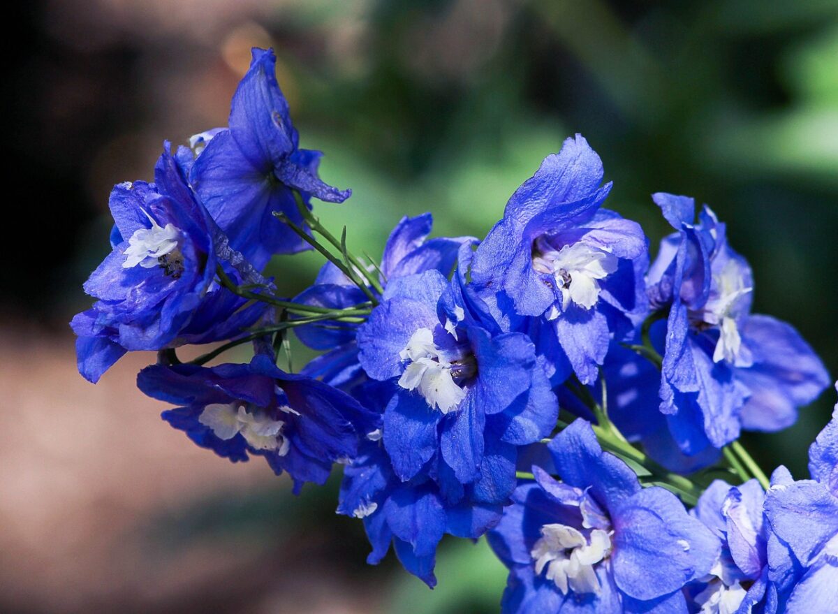 Speronella elevata: come coltivare il Delphinium elatum per un giardino ricco di colore Speronella elevata: come coltivare il Delphinium elatum per un giardino ricco di colore