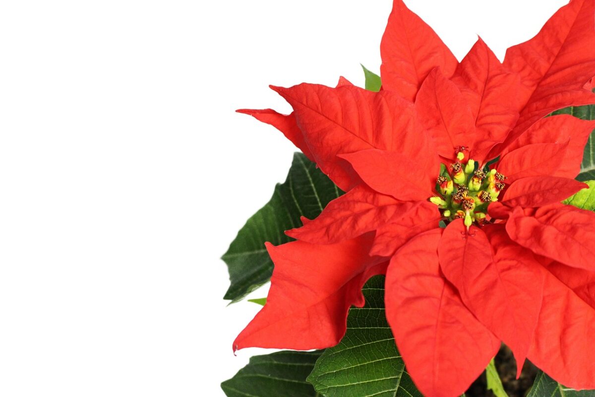 Stella di Natale: come coltivarla e farla rifiorire anno dopo anno