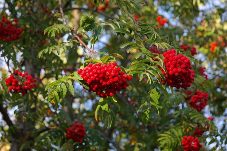 Sorbo degli uccellatori: caratteristiche, coltivazione e cura di un albero ornamentale ricco di fascino