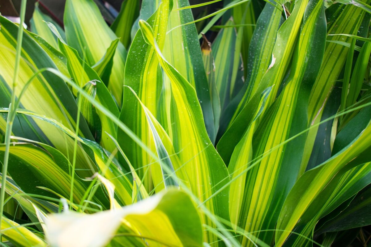 Sansevieria cylindrica: la pianta elegante e resistente perfetta per ogni ambiente Sansevieria cylindrica: la pianta elegante e resistente perfetta per ogni ambiente