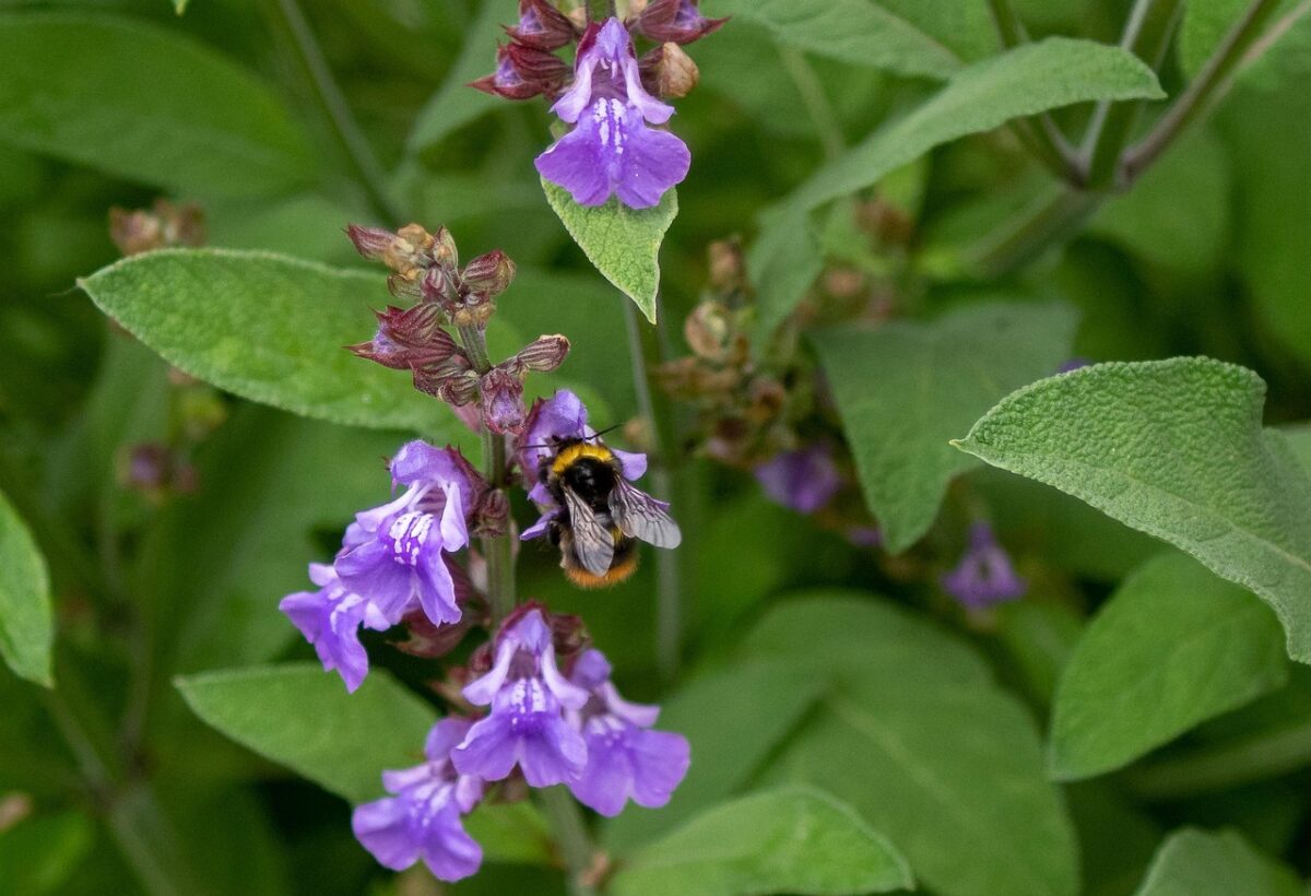 Salvia comune: la pianta aromatica che profuma il giardino e la cucina Salvia comune: la pianta aromatica che profuma il giardino e la cucina