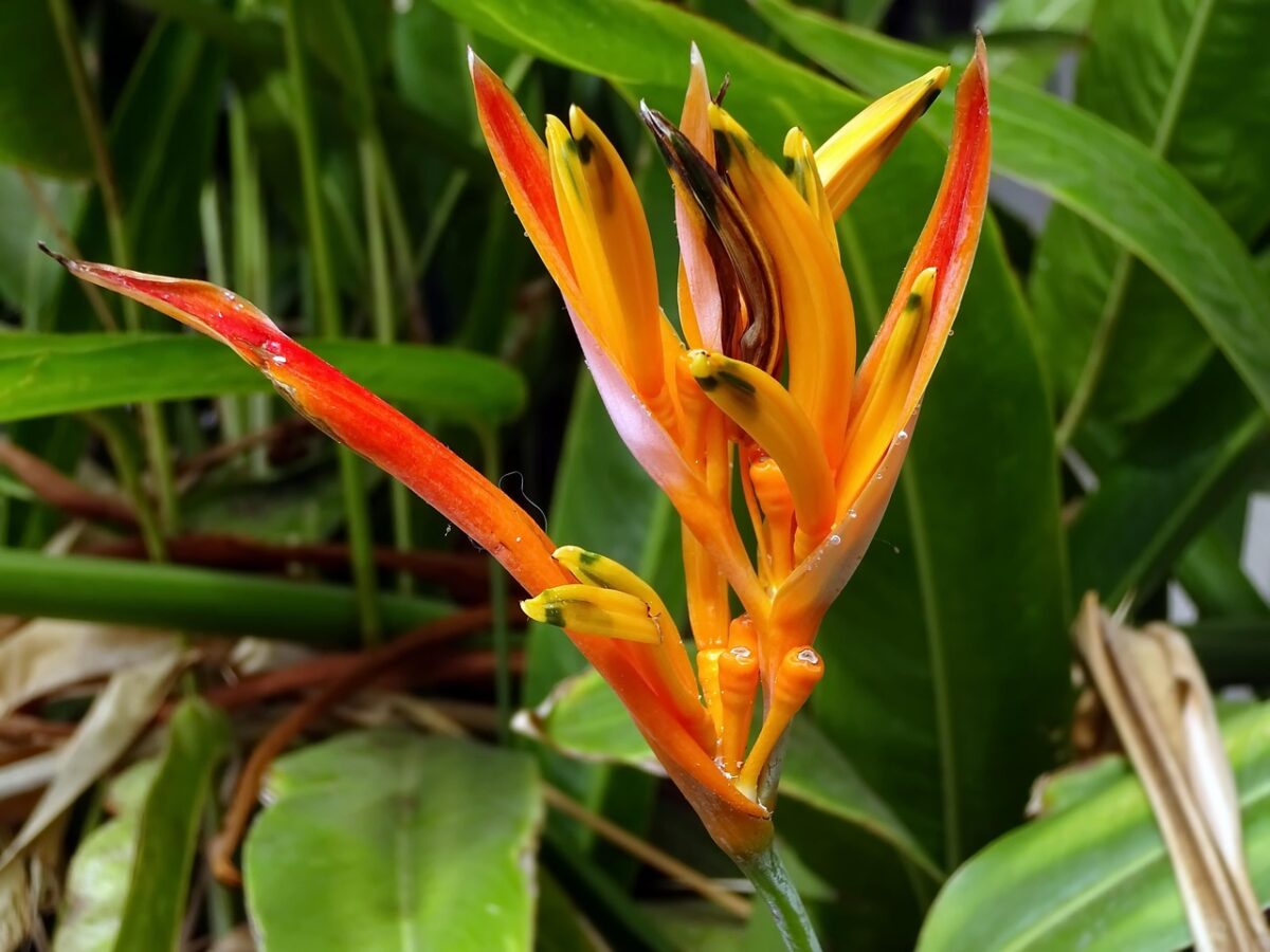 Strelitzia nicolai: la pianta tropicale che trasforma la casa in una giungla elegante