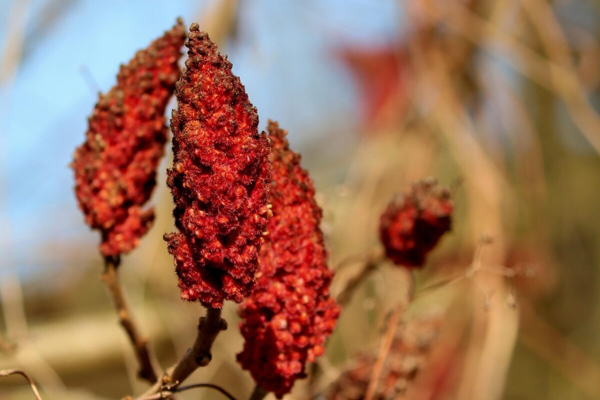 Sommacco maggiore: la pianta ornamentale che accende il giardino con i suoi colori autunnali