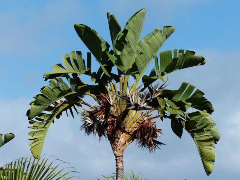 Strelitzia nicolai: la pianta tropicale che trasforma la casa in una giungla elegante