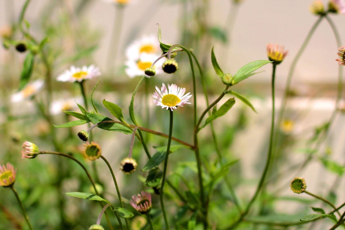 Saeppola di Naudin: caratteristiche, coltivazione e cure per una pianta resistente e ornamentale Saeppola di Naudin: caratteristiche, coltivazione e cure per una pianta resistente e ornamentale