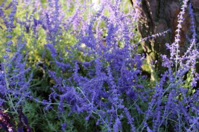 Salvia russa: la pianta resistente dal fascino leggero e profumato
