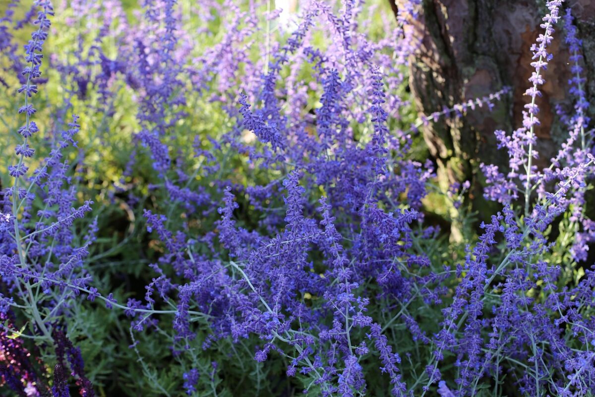 Salvia russa: la pianta resistente dal fascino leggero e profumato Salvia russa: la pianta resistente dal fascino leggero e profumato