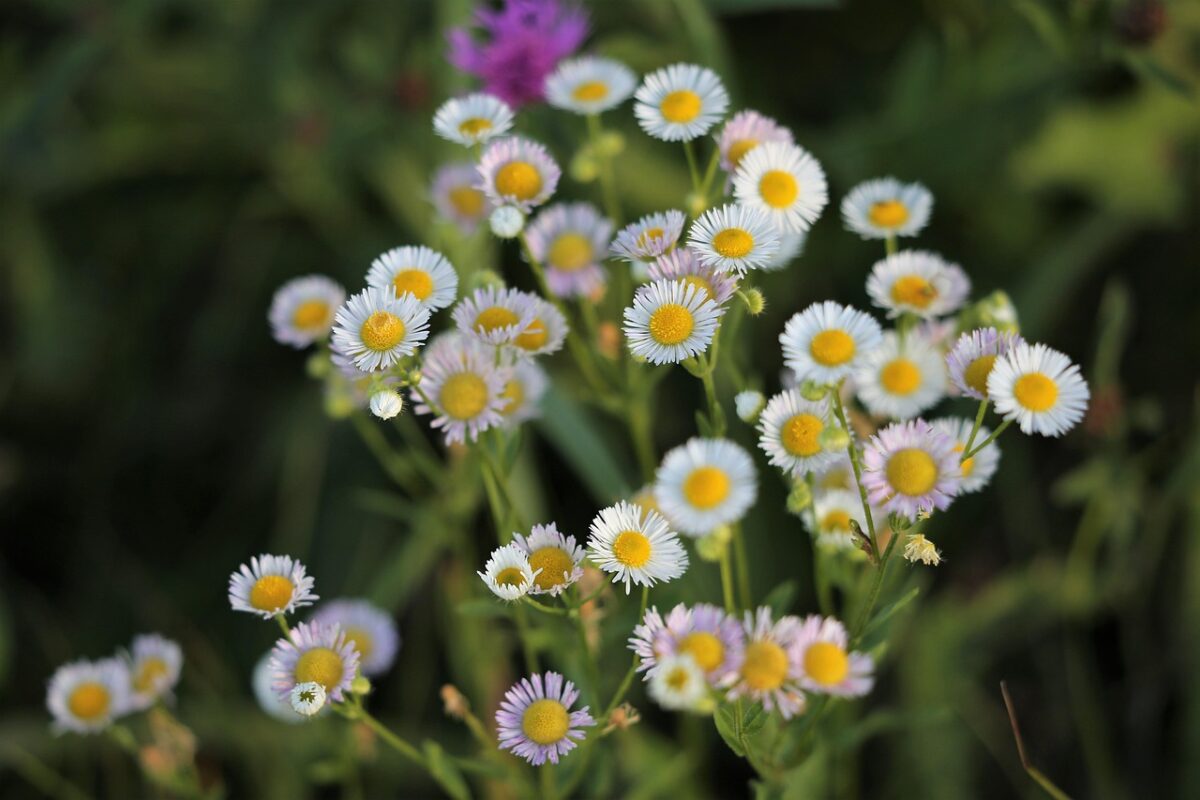 Saeppola di Naudin: caratteristiche, coltivazione e cure per una pianta resistente e ornamentale Saeppola di Naudin: caratteristiche, coltivazione e cure per una pianta resistente e ornamentale