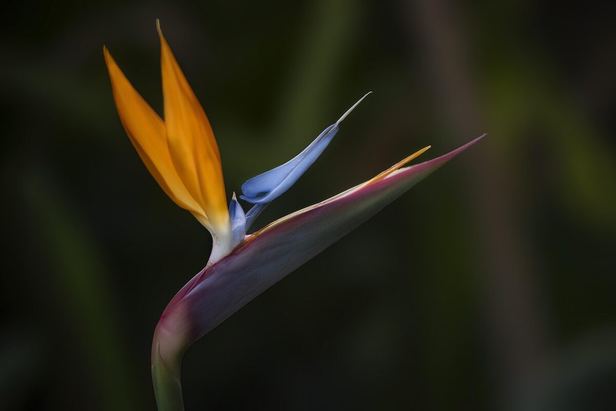 Strelitzia nicolai: la pianta tropicale che trasforma la casa in una giungla elegante