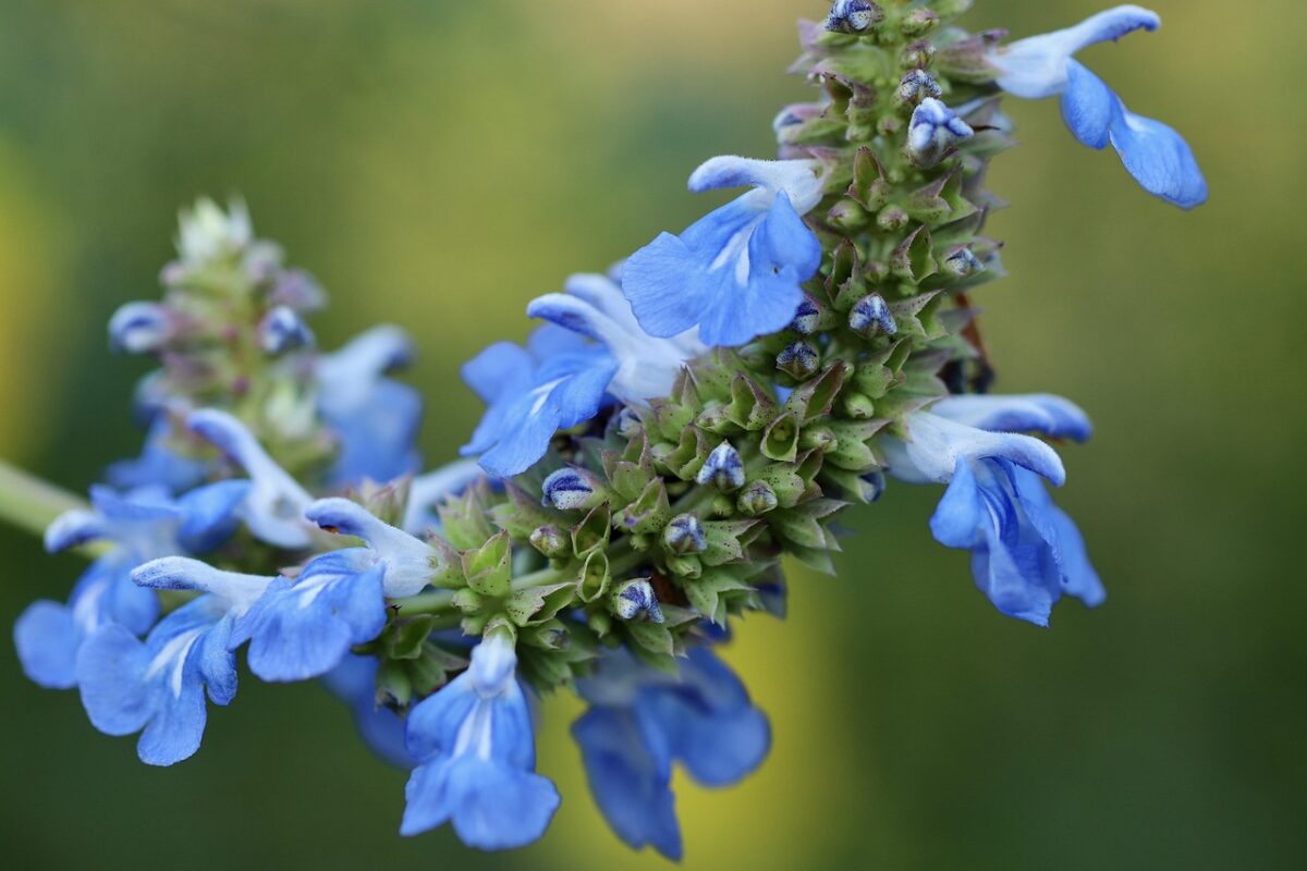 Salvia comune: la pianta aromatica che profuma il giardino e la cucina Salvia comune: la pianta aromatica che profuma il giardino e la cucina