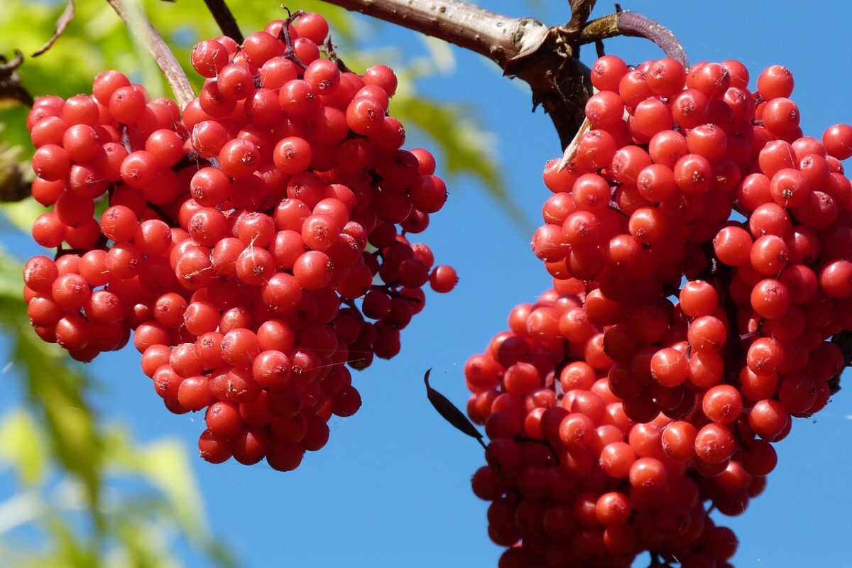 Sorbo degli uccellatori: caratteristiche, coltivazione e cura di un albero ornamentale ricco di fascino