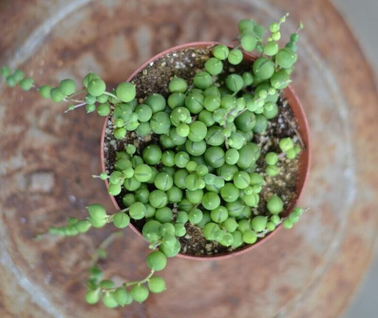 Senecio a Collana: la pianta sospesa dal fascino unico