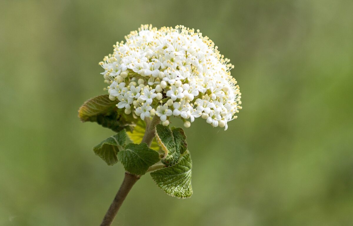 Spirea americana: l’arbusto ornamentale rustico e facile da coltivare Spirea americana: l’arbusto ornamentale rustico e facile da coltivare