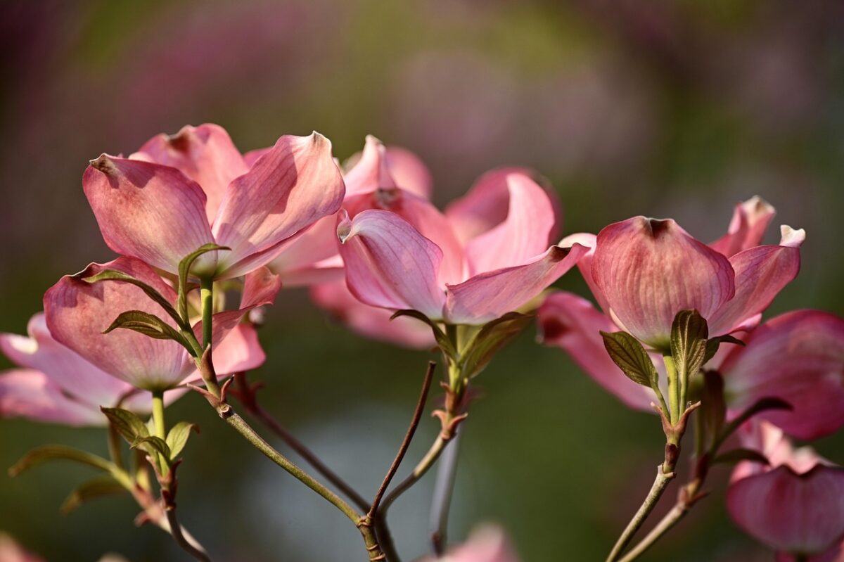 Sanguinaria: caratteristiche e consigli per coltivare la Digitaria sanguinalis