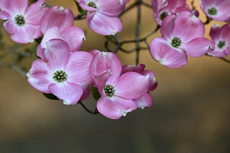 Sanguinaria: caratteristiche e consigli per coltivare la Digitaria sanguinalis