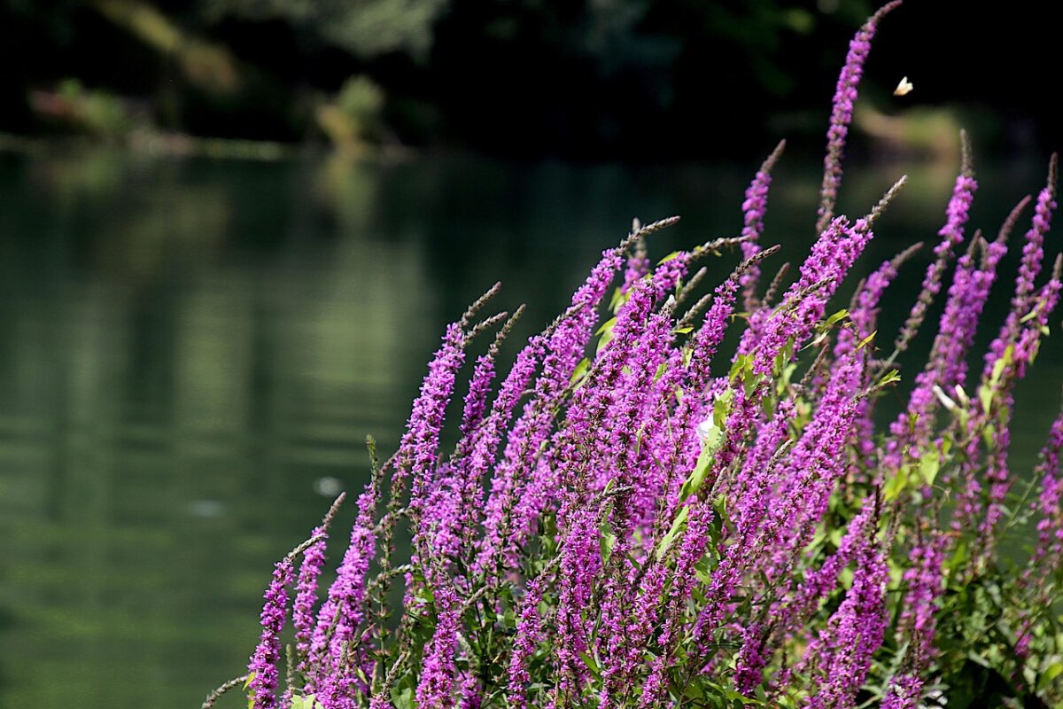 Salcerella: la pianta palustre che colora il giardino con eleganza Salcerella: la pianta palustre che colora il giardino con eleganza