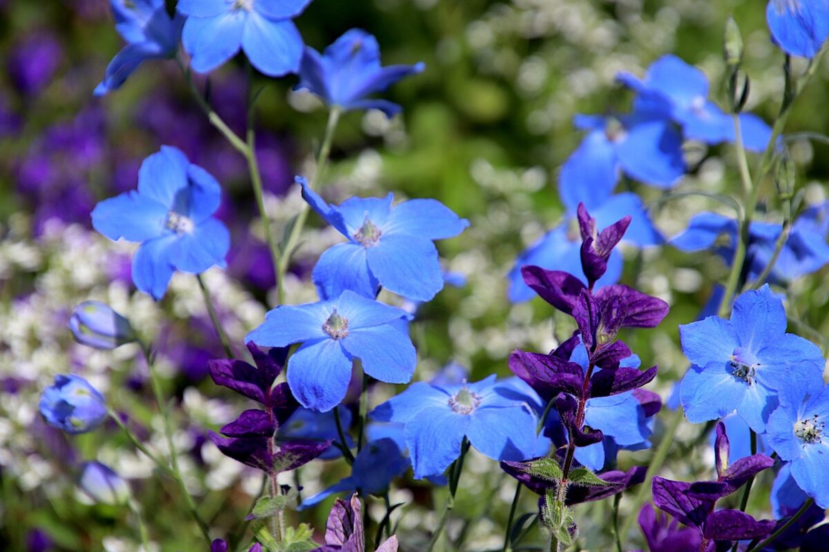 Speronella elevata: come coltivare il Delphinium elatum per un giardino ricco di colore Speronella elevata: come coltivare il Delphinium elatum per un giardino ricco di colore