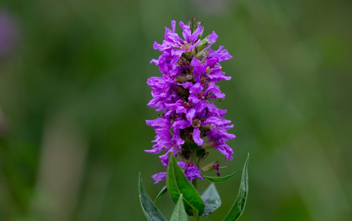 Salcerella: la pianta palustre che colora il giardino con eleganza Salcerella: la pianta palustre che colora il giardino con eleganza