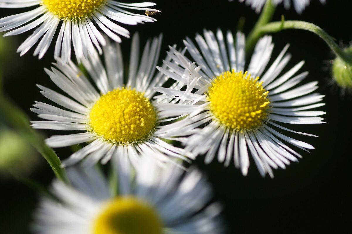 Saeppola di Naudin: caratteristiche, coltivazione e cure per una pianta resistente e ornamentale Saeppola di Naudin: caratteristiche, coltivazione e cure per una pianta resistente e ornamentale