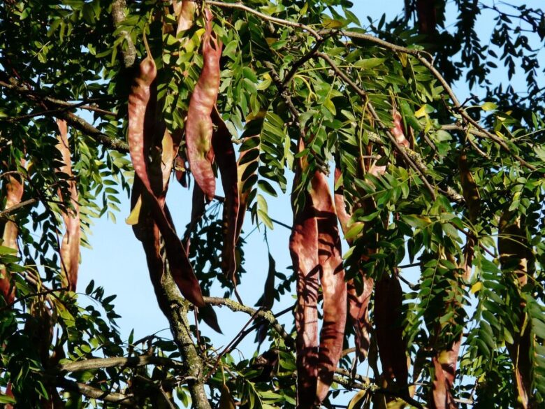 Spino di Giuda: l’albero ornamentale resistente e scenografico