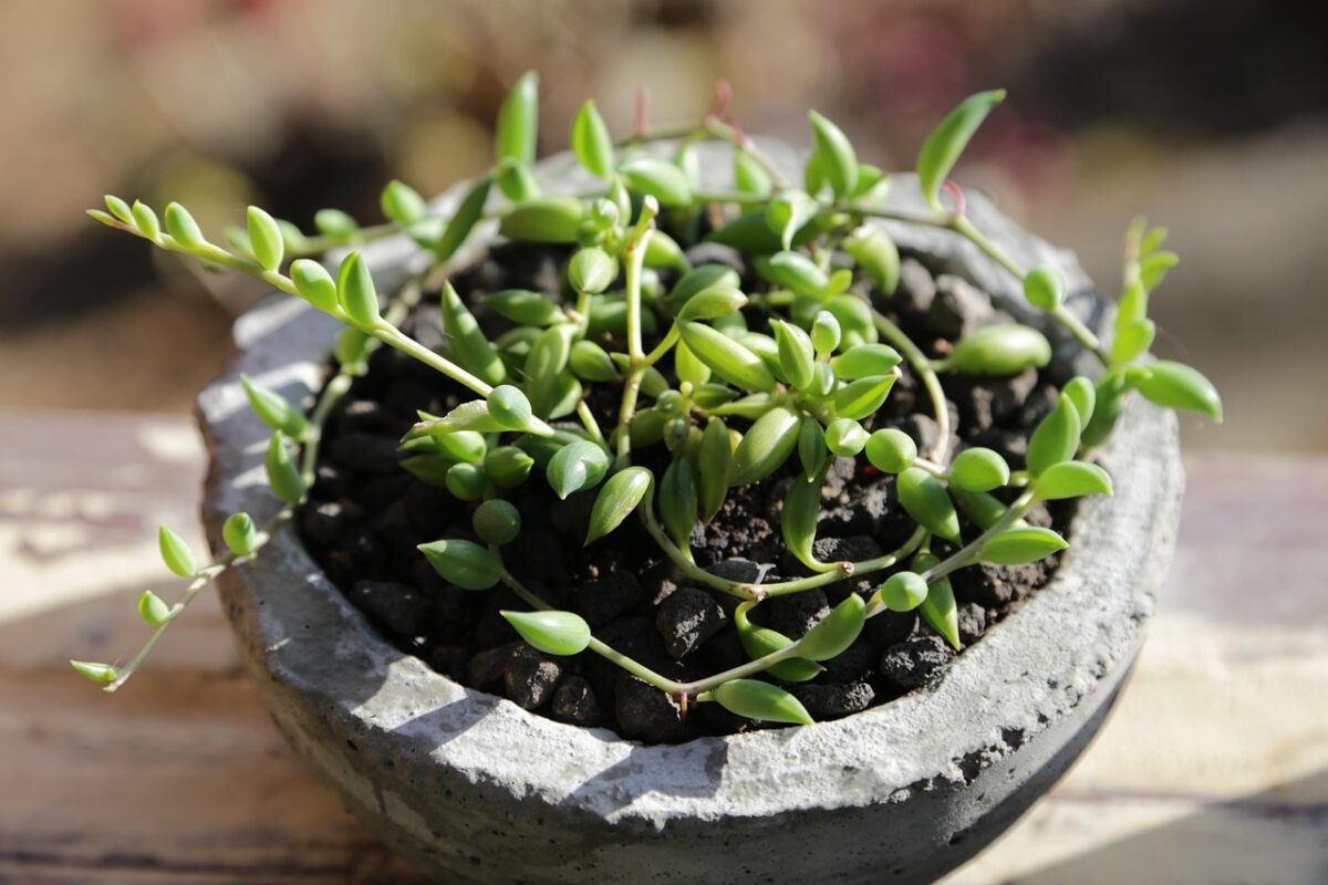 Senecio a Collana: la pianta sospesa dal fascino unico