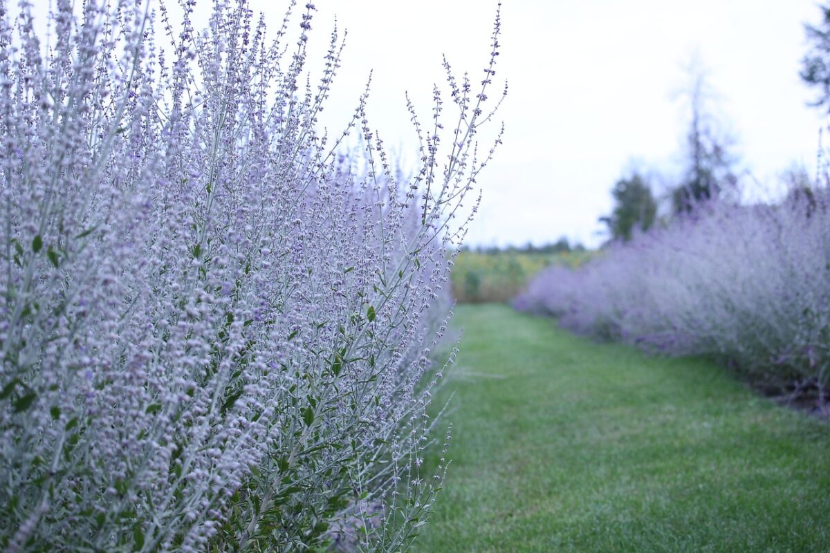 Salvia russa: la pianta resistente dal fascino leggero e profumato Salvia russa: la pianta resistente dal fascino leggero e profumato