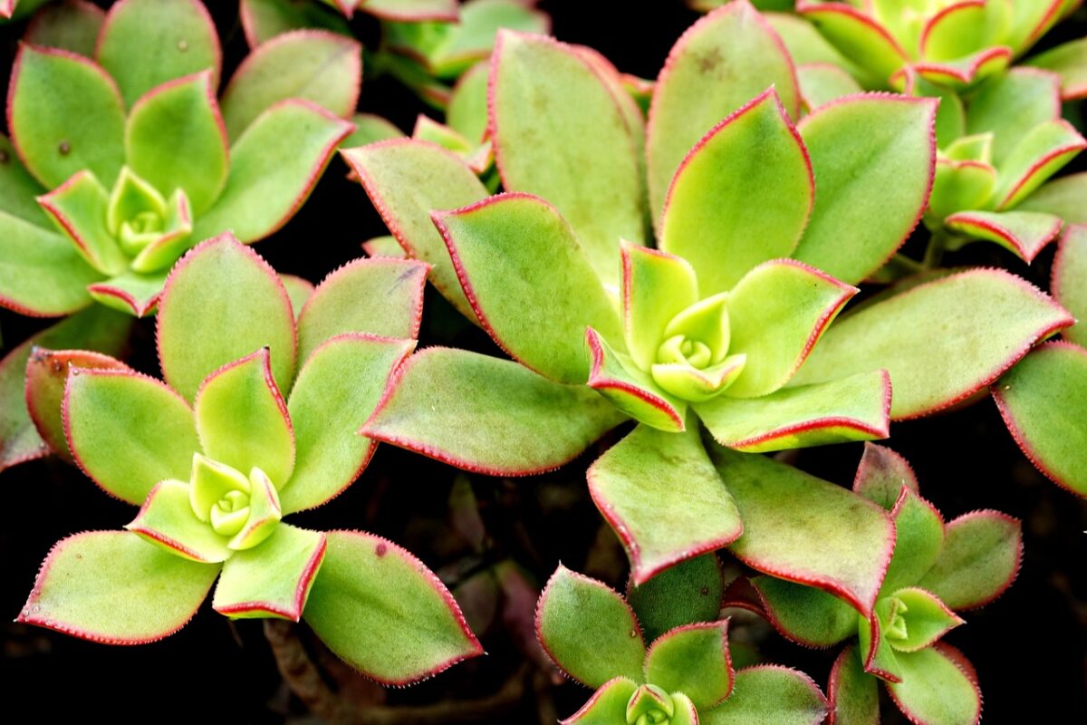 Semprevivo arborescente: la succulenta ornamentale facile da coltivare Semprevivo arborescente: la succulenta ornamentale facile da coltivare