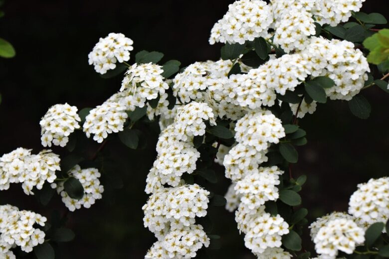 Spirea americana: l’arbusto ornamentale rustico e facile da coltivare