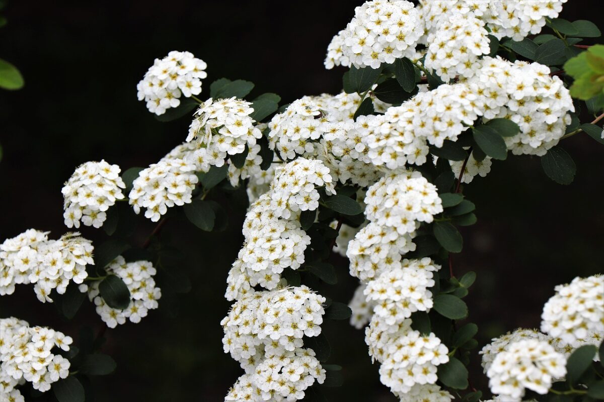 Spirea americana: l’arbusto ornamentale rustico e facile da coltivare Spirea americana: l’arbusto ornamentale rustico e facile da coltivare