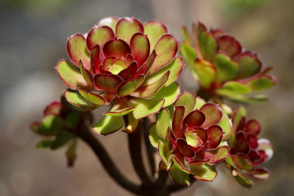 Semprevivo arborescente: la succulenta ornamentale facile da coltivare Semprevivo arborescente: la succulenta ornamentale facile da coltivare