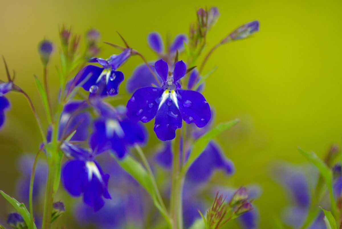 Salvia azzurra: la pianta ornamentale che regala colore al giardino fino all’autunno