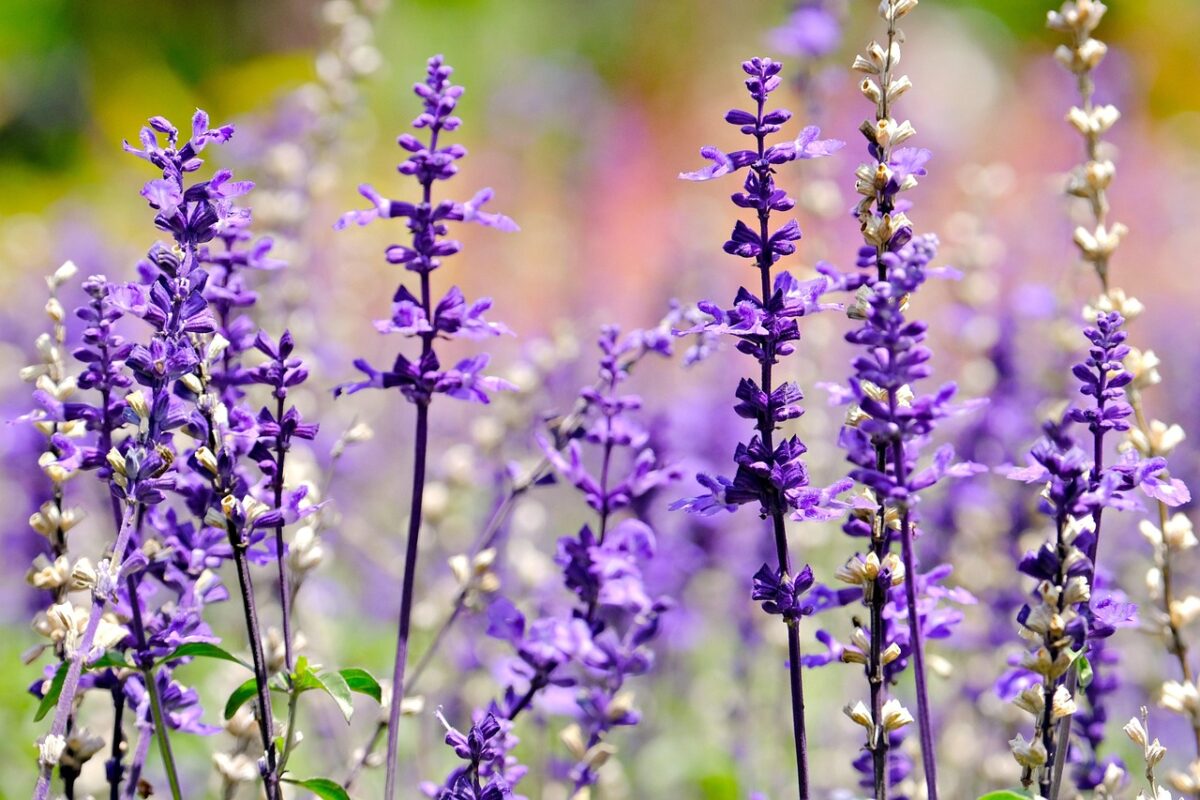 Salvia azzurra: la pianta ornamentale che regala colore al giardino fino all’autunno