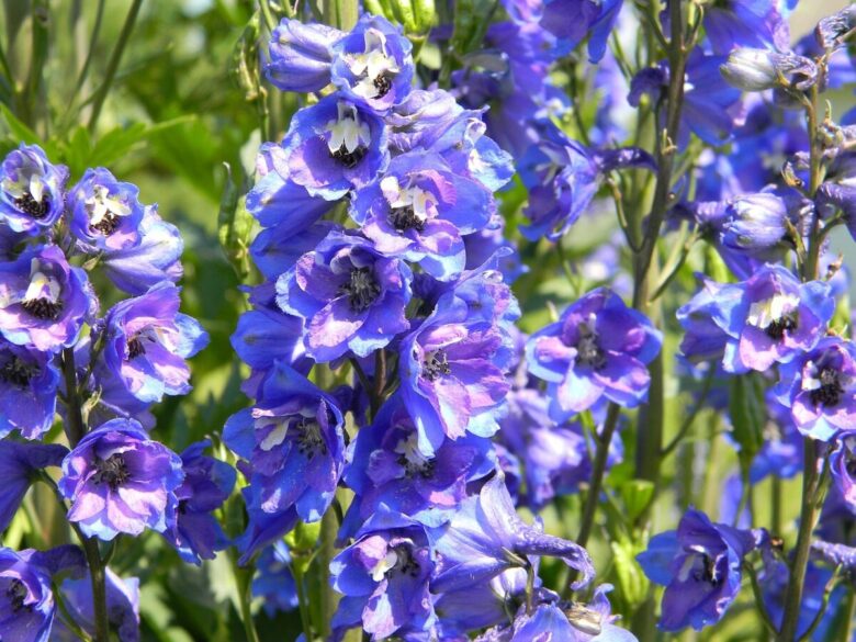 Speronella elevata: come coltivare il Delphinium elatum per un giardino ricco di colore