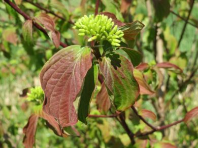 Sanguinella: il arbusto rustico dai rami rossi che colora il giardino tutto l’anno