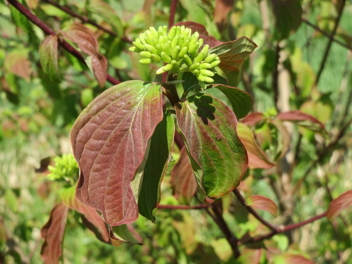 Sanguinella: il arbusto rustico dai rami rossi che colora il giardino tutto l’anno Sanguinella: il arbusto rustico dai rami rossi che colora il giardino tutto l’anno