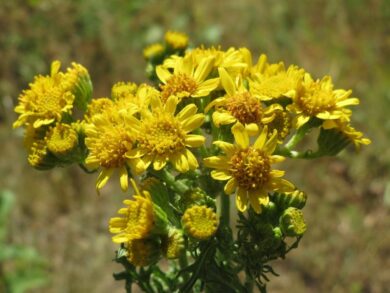 Senecione di San Giacomo: caratteristiche, coltivazione e cura della Jacobaea vulgaris