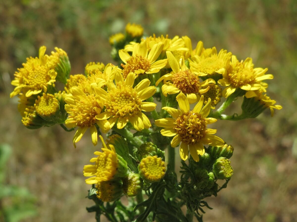 Senecione di San Giacomo: caratteristiche, coltivazione e cura della Jacobaea vulgaris Senecione di San Giacomo: caratteristiche, coltivazione e cura della Jacobaea vulgaris