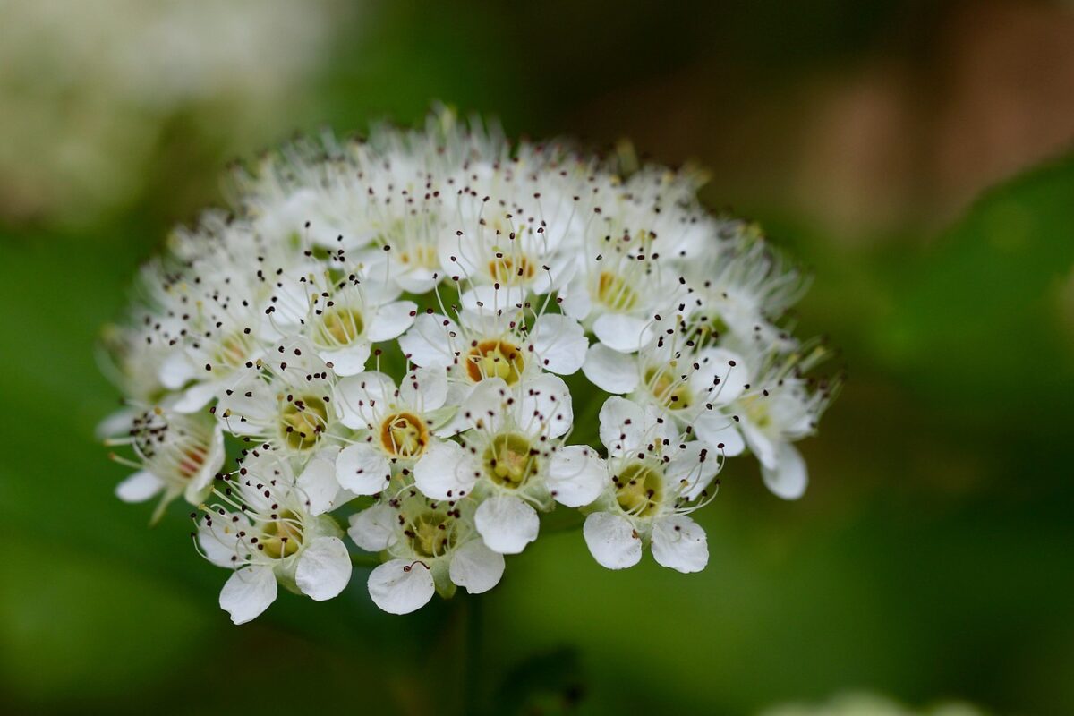 Spirea americana: l’arbusto ornamentale rustico e facile da coltivare Spirea americana: l’arbusto ornamentale rustico e facile da coltivare