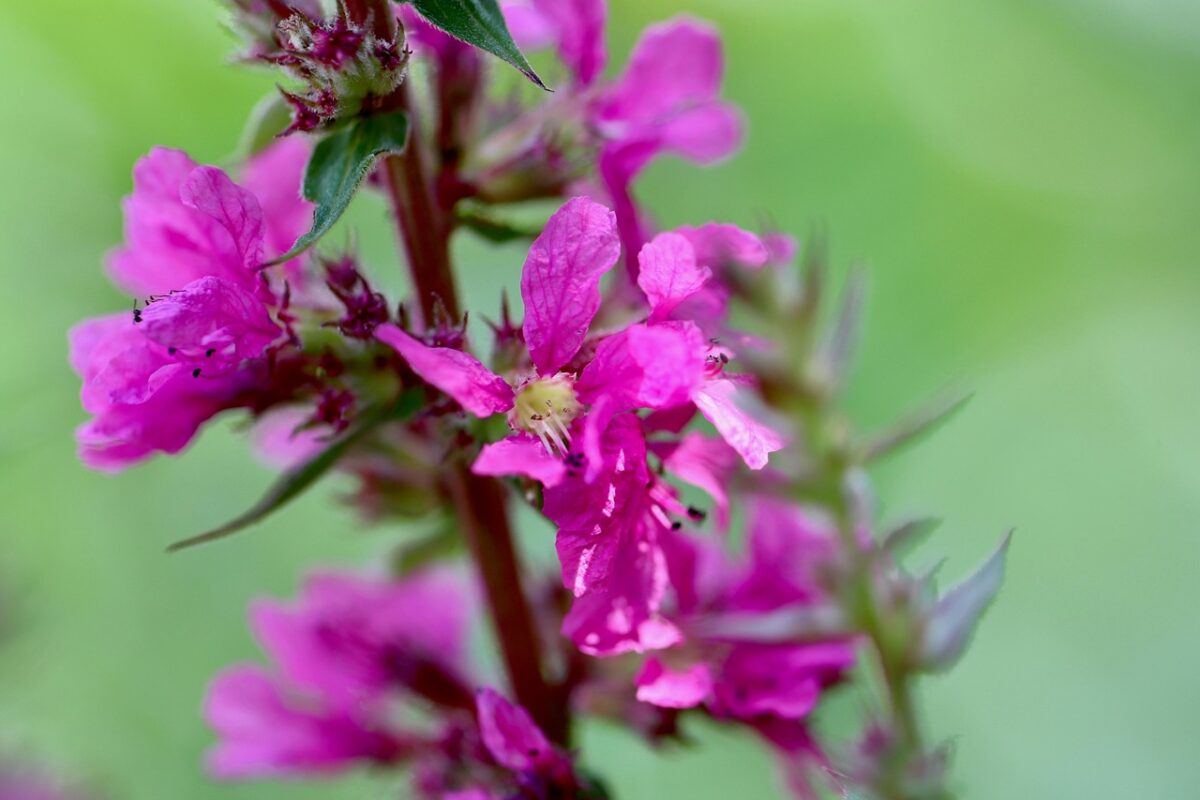 Salcerella: la pianta palustre che colora il giardino con eleganza Salcerella: la pianta palustre che colora il giardino con eleganza