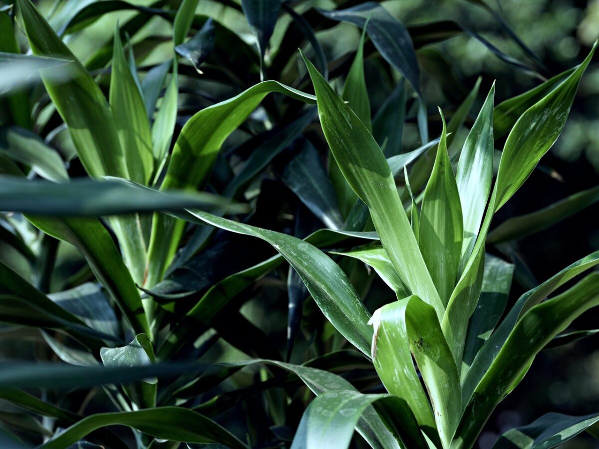 Sansevieria cylindrica: la pianta elegante e resistente perfetta per ogni ambiente Sansevieria cylindrica: la pianta elegante e resistente perfetta per ogni ambiente