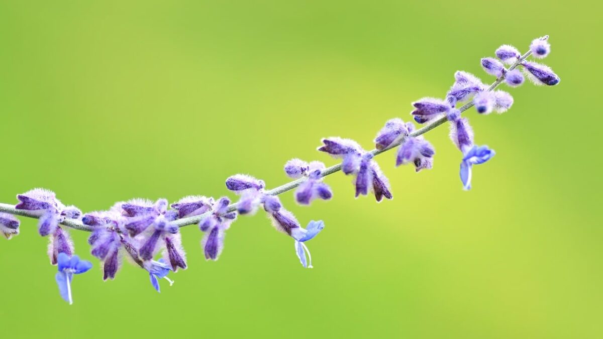 Salvia russa: la pianta resistente dal fascino leggero e profumato Salvia russa: la pianta resistente dal fascino leggero e profumato