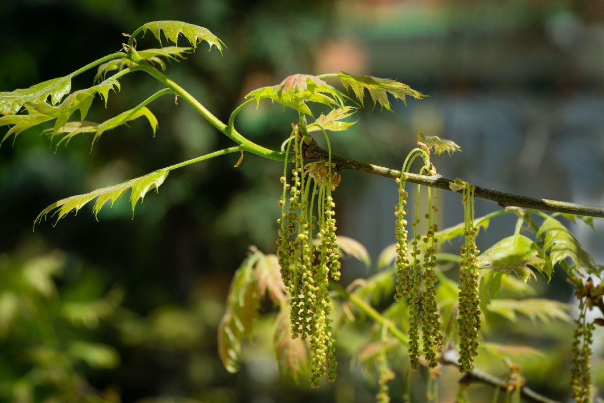 Quercia delle paludi: l’albero elegante che trasforma il giardino
