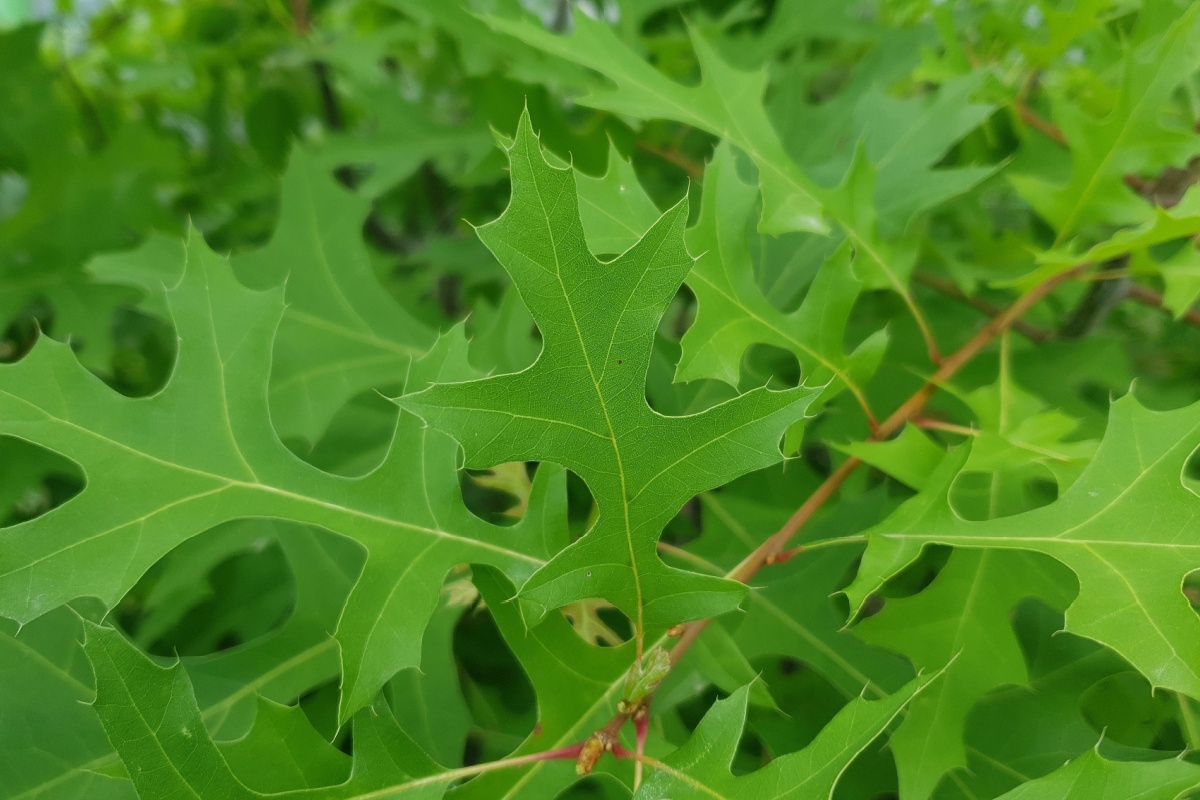 Quercia delle paludi: l’albero elegante che trasforma il giardino